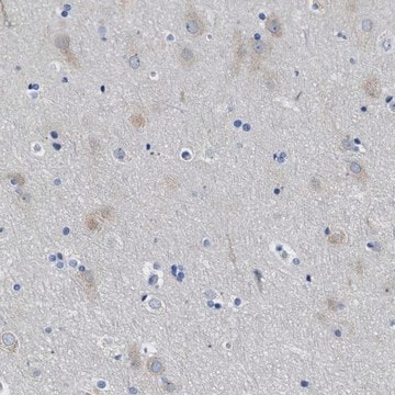 Anti-ITPR1 antibody produced in rabbit Prestige Antibodies&#174; Powered by Atlas Antibodies, affinity isolated antibody, buffered aqueous glycerol solution