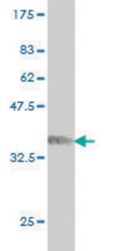 ANTI-ARAF antibody produced in mouse clone 3G2, purified immunoglobulin, buffered aqueous solution