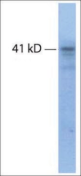 Anti-TRHR antibody produced in rabbit IgG fraction of antiserum