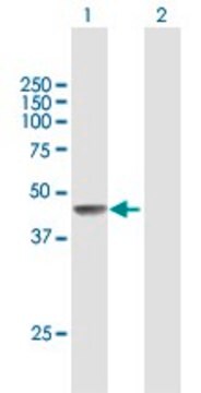 Anti-FIGF antibody produced in mouse purified immunoglobulin, buffered aqueous solution