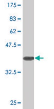 Monoclonal Anti-SLC25A18 antibody produced in mouse clone 2F12, purified immunoglobulin, buffered aqueous solution