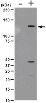 Anti-Phospho-MYPT1(Thr850)-Antikörper, Kaninchen, monoklonal culture supernatant, clone SA19, from rabbit