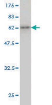 Monoclonal Anti-KCTD9 antibody produced in mouse clone 1F3, purified immunoglobulin, buffered aqueous solution