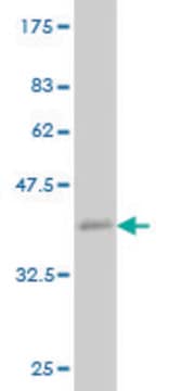 ANTI-ZIC1 antibody produced in mouse clone 4D11, purified immunoglobulin, buffered aqueous solution