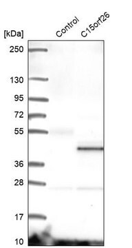 Anti-CFAP161 antibody produced in rabbit Prestige Antibodies&#174; Powered by Atlas Antibodies, affinity isolated antibody, buffered aqueous glycerol solution