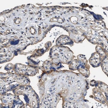 Anti-MMRN2 antibody produced in rabbit Prestige Antibodies&#174; Powered by Atlas Antibodies, affinity isolated antibody, buffered aqueous glycerol solution