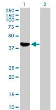 Anti-ADH1C antibody produced in mouse IgG fraction of antiserum, buffered aqueous solution