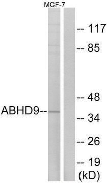 Anti-ABHD9 antibody produced in rabbit affinity isolated antibody