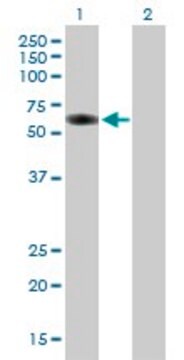 Anti-GRB7 antibody produced in mouse purified immunoglobulin, buffered aqueous solution