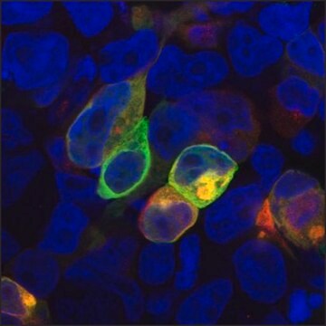 Monoclonal Anti-PRR7 / TRAP3 antibody produced in mouse clone TRAP3/10, purified immunoglobulin, buffered aqueous solution