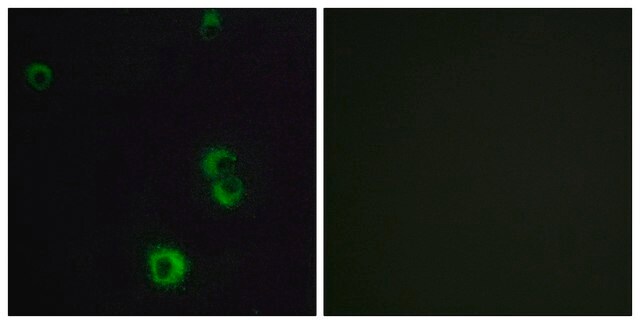 Anti-F2RL2 antibody produced in rabbit affinity isolated antibody