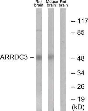 Anti-ARRDC3 antibody produced in rabbit affinity isolated antibody