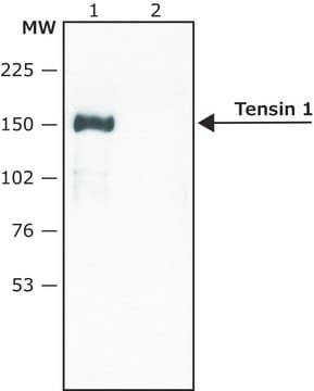 Anti-Tensin 1 antibody produced in rabbit ~1.0&#160;mg/mL, affinity isolated antibody