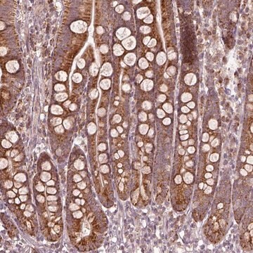 Anti-SEL1L3 antibody produced in rabbit Prestige Antibodies&#174; Powered by Atlas Antibodies, affinity isolated antibody