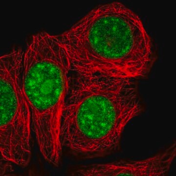 Anti-SURF2 antibody produced in rabbit Prestige Antibodies&#174; Powered by Atlas Antibodies, affinity isolated antibody