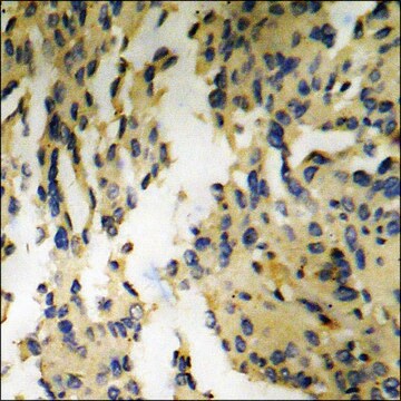 Anti-phospho-GRK2 (pSer685) antibody produced in rabbit affinity isolated antibody