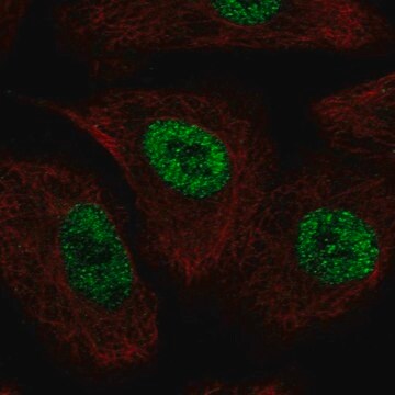 Anti-TLE1 antibody produced in rabbit Prestige Antibodies&#174; Powered by Atlas Antibodies, affinity isolated antibody