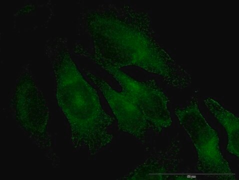 Monoclonal Anti-TRAPPC4 antibody produced in mouse clone 2D5, purified immunoglobulin, buffered aqueous solution