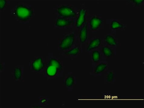 Anti-STK3 antibody produced in mouse purified immunoglobulin, buffered aqueous solution