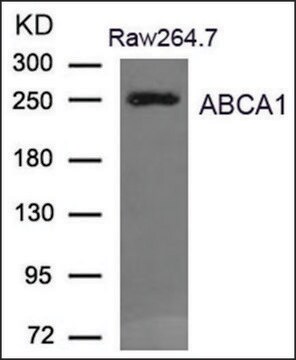 Anti-ABCA1 antibody produced in rabbit affinity isolated antibody