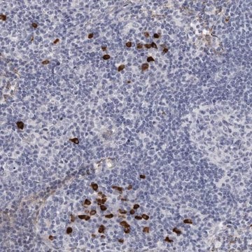 Anti-TBC1D22B antibody produced in rabbit Prestige Antibodies&#174; Powered by Atlas Antibodies, affinity isolated antibody, buffered aqueous glycerol solution, ab2