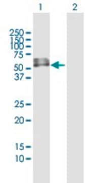 Anti-PDZD6 antibody produced in mouse IgG fraction of antiserum, buffered aqueous solution