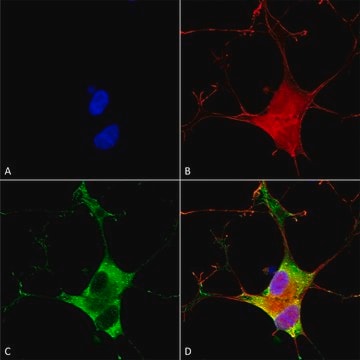 Monoclonal Anti-Clcn3 - Biotin antibody produced in mouse clone S258-5, purified immunoglobulin