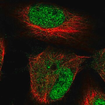 Anti-HRCT1 antibody produced in rabbit Prestige Antibodies&#174; Powered by Atlas Antibodies, affinity isolated antibody