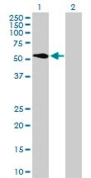 Anti-ATP6V1H antibody produced in mouse purified immunoglobulin, buffered aqueous solution