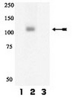 Anti-phospho-Gab1 (Tyr627) Antibody Upstate&#174;, from rabbit