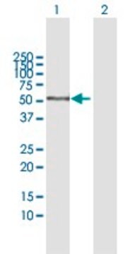 Anti-AMY1C antibody produced in mouse purified immunoglobulin, buffered aqueous solution