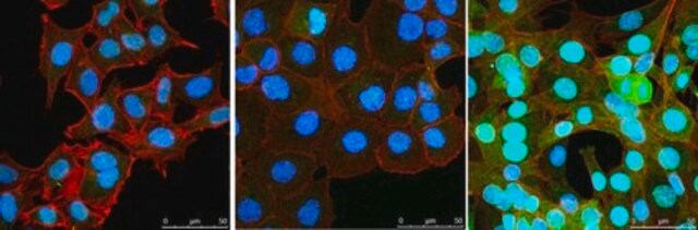 Anti-NR4A3 from rabbit, purified by affinity chromatography