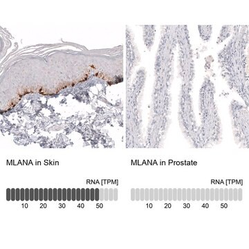 Anti-MLANA antibody produced in mouse Prestige Antibodies&#174; Powered by Atlas Antibodies, clone CL12864, purified by using Protein A, buffered aqueous glycerol solution