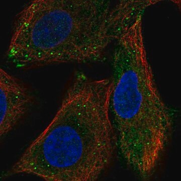 Anti-RASSF10 antibody produced in rabbit Prestige Antibodies&#174; Powered by Atlas Antibodies, affinity isolated antibody