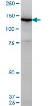 Monoclonal Anti-UNC13D antibody produced in mouse clone 2C7, purified immunoglobulin, buffered aqueous solution