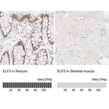 Anti-ELF3 antibody produced in rabbit Ab1, Prestige Antibodies&#174; Powered by Atlas Antibodies, affinity isolated antibody, buffered aqueous glycerol solution