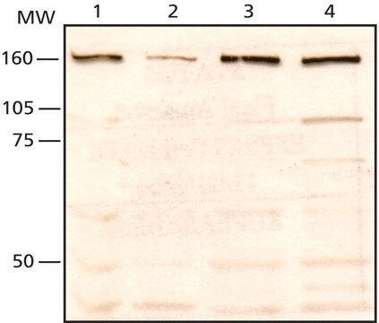 Anti-SMC1L1 antibody produced in rabbit IgG fraction of antiserum