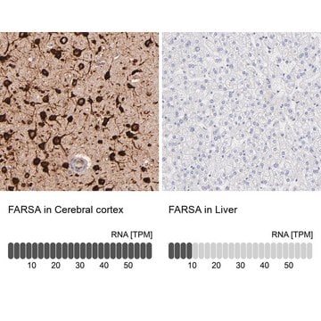 Anti-FARSA antibody produced in rabbit Prestige Antibodies&#174; Powered by Atlas Antibodies, affinity isolated antibody, buffered aqueous glycerol solution