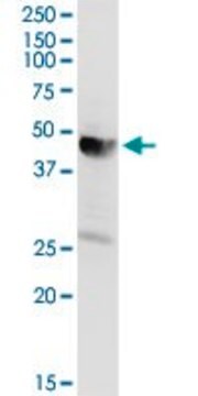 Anti-AACS antibody produced in rabbit purified immunoglobulin, buffered aqueous solution