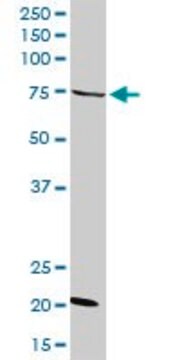 Anti-GAS2L3 antibody produced in rabbit purified immunoglobulin, buffered aqueous solution