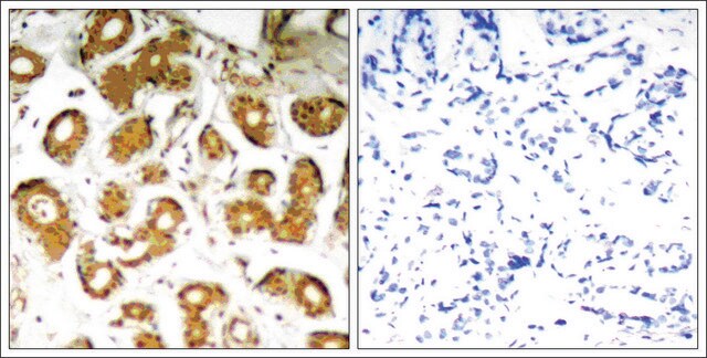 Anti-RELA (Ab-505) antibody produced in rabbit affinity isolated antibody