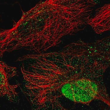 Anti-ANKRD7 antibody produced in rabbit Prestige Antibodies&#174; Powered by Atlas Antibodies, affinity isolated antibody, buffered aqueous glycerol solution