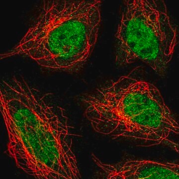 Anti-ZNF326 antibody produced in rabbit Prestige Antibodies&#174; Powered by Atlas Antibodies, affinity isolated antibody