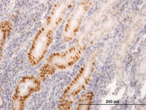 Monoclonal Anti-LIG1 antibody produced in mouse clone 10G12, purified immunoglobulin, buffered aqueous solution