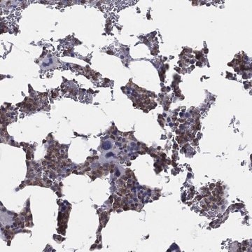 Anti-Pstpip1 Antibody Produced In Rabbit Prestige Antibodies&#174; Powered by Atlas Antibodies, affinity isolated antibody, buffered aqueous glycerol solution