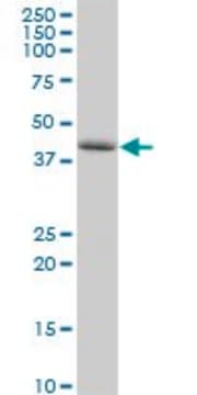 Anti-PLEKHA1 antibody produced in rabbit purified immunoglobulin, buffered aqueous solution