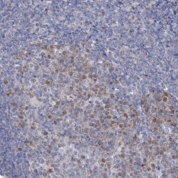 Anti-FAM111B antibody produced in rabbit Prestige Antibodies&#174; Powered by Atlas Antibodies, affinity isolated antibody, buffered aqueous glycerol solution