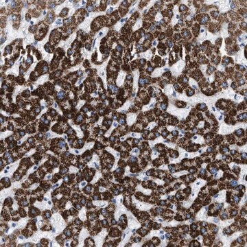 Anti-JADE1 antibody produced in rabbit affinity isolated antibody, buffered aqueous glycerol solution