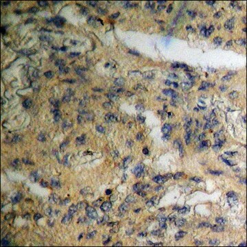 Anti-phospho-Kir6.2 (pThr224) antibody produced in rabbit affinity isolated antibody