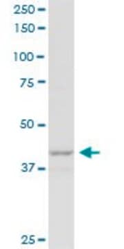 Anti-P2RY1 antibody produced in mouse purified immunoglobulin, buffered aqueous solution